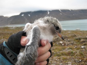 Arctic tern chick, if it survives the fox it will fly to the South Pole this winter